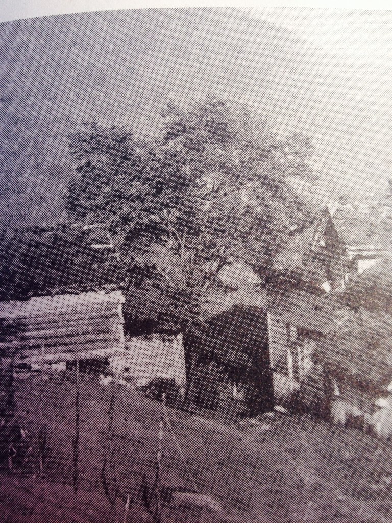 Det store tuntreet er ei Alm. Den vart planta i 1897. Fotograf: Olav Kvaale 1934. Bilete er tatt i frå Soga om Gloppen og Breim, band III, s. 242.